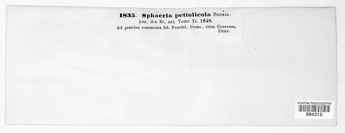 Mycosphaerella petiolicola image
